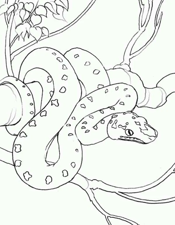 Exotic Snake Anaconda Coloring Page | Coloring Sky Exotic Snake Anaconda Coloring Page | Coloring Sky