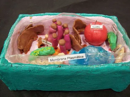 EXPERIENCIAS DE CIENCIAS EN EL IES LA COMA: Modelo de célula ...