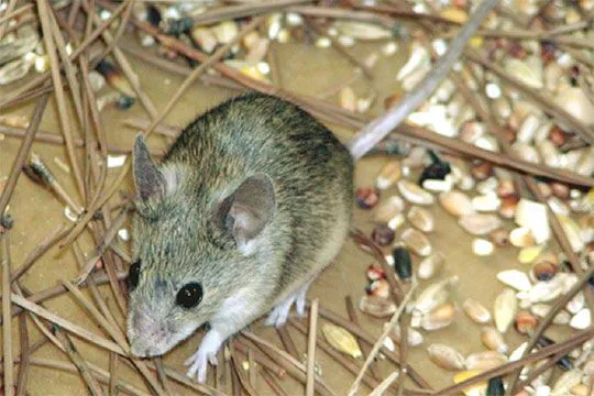 Experiencias de un empírico: El famoso ratón picarón Experiencias de un empírico: El famoso ratón picarón