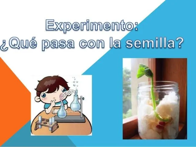 Experimento germinador de una semilla de frijol.