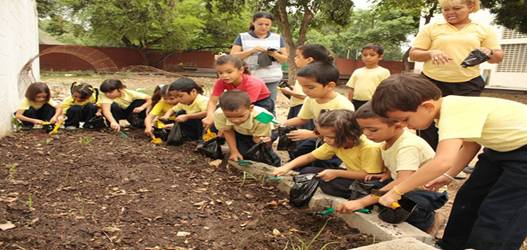 Experimento de la planta del frijol - Monografias.com