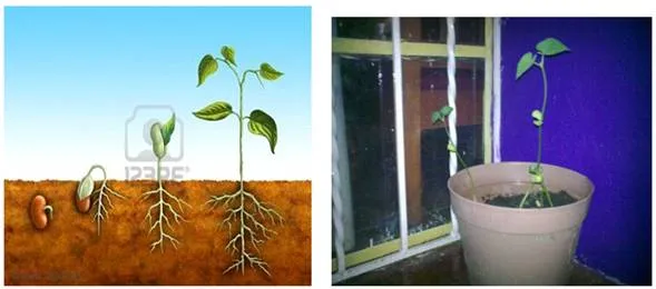 Experimento de la planta del frijol - Monografias.com Experimento de la planta del frijol - Monografias.com