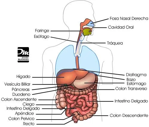 Imagenes del sistema digestivo con todas sus partes - Imagui Imagenes del sistema digestivo con todas sus partes - Imagui