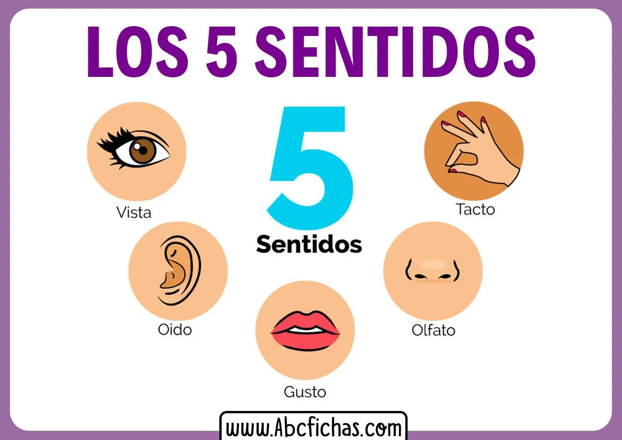 Explicación de Los 5 Sentidos para Niños Pequeños Explicación de Los 5 Sentidos para Niños Pequeños