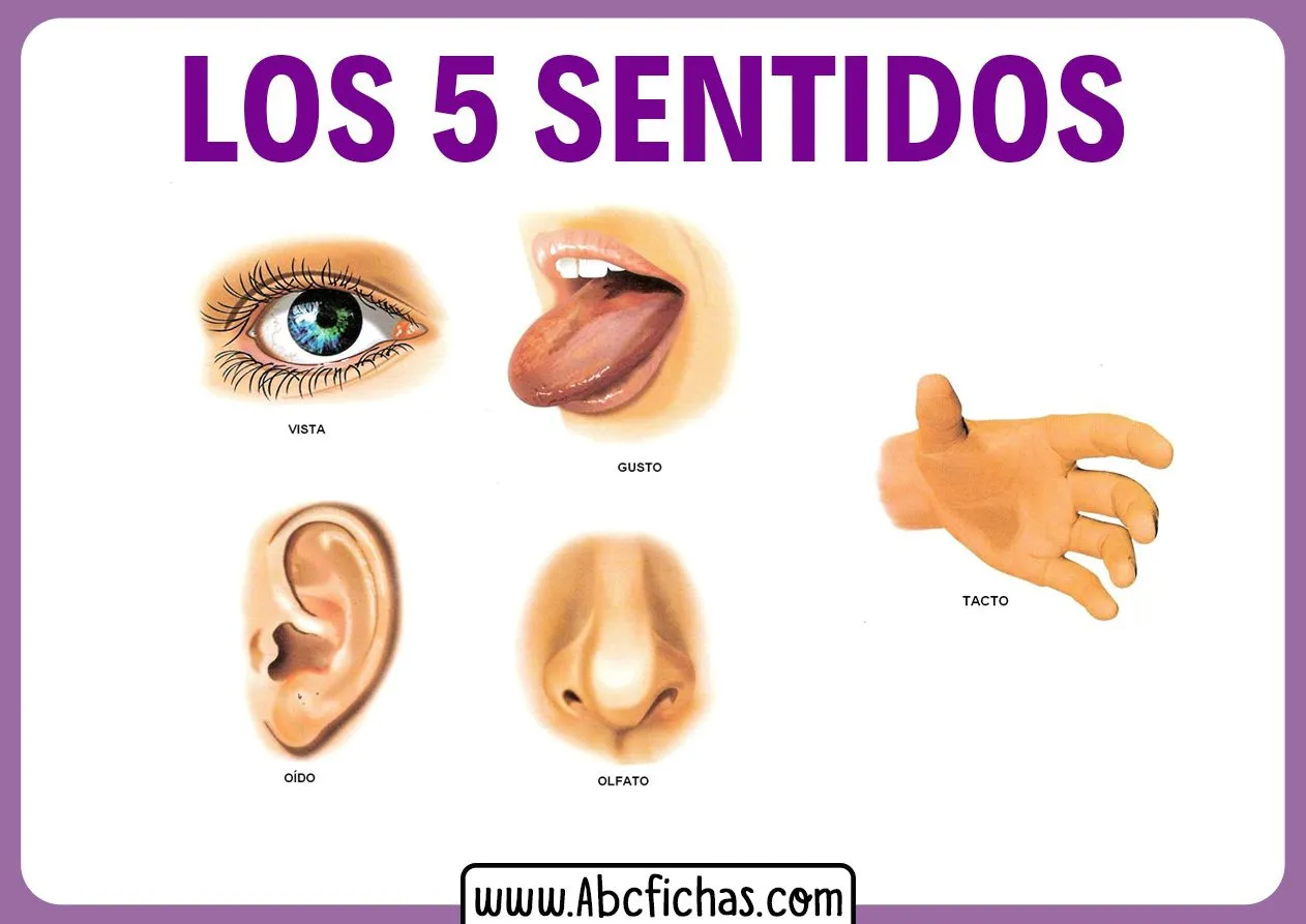 Explicación de Los 5 Sentidos para Niños Pequeños Explicación de Los 5 Sentidos para Niños Pequeños