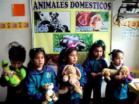 expo-pollitos/animales domesticos - YouTube expo-pollitos/animales domesticos - YouTube