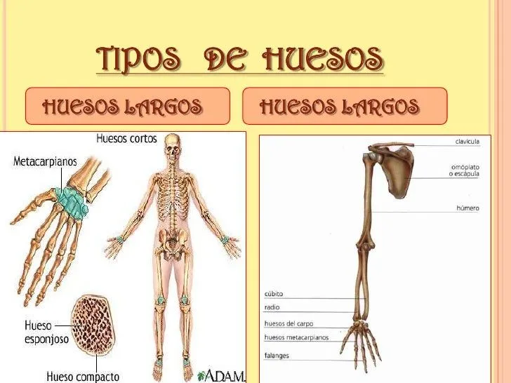 expocicion-dennys-efectiva-7- ...