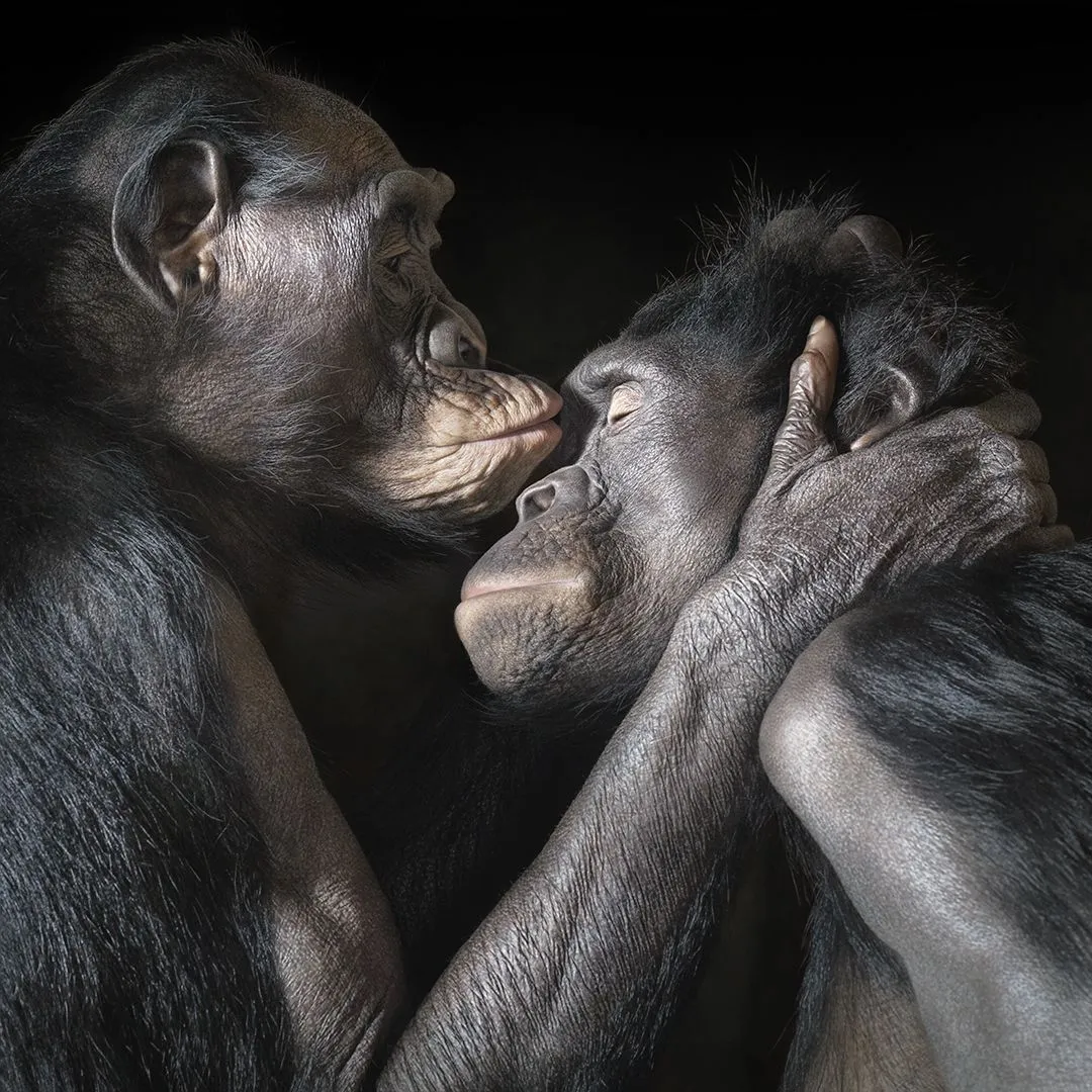 EXPOSICIÓN ANIMALES VIGO: Muestra de fotografías de Tim Flach en el Teatro Afundación EXPOSICIÓN ANIMALES VIGO: Muestra de fotografías de Tim Flach en el Teatro Afundación