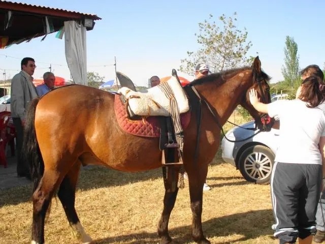 Exposición de Caballos Ranchos 2006