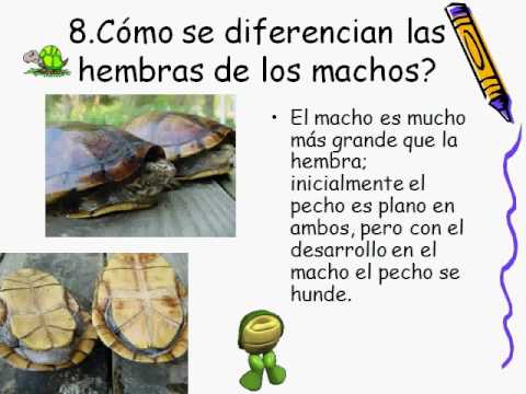 Exposicion de Carolina: Las tortugas - YouTube