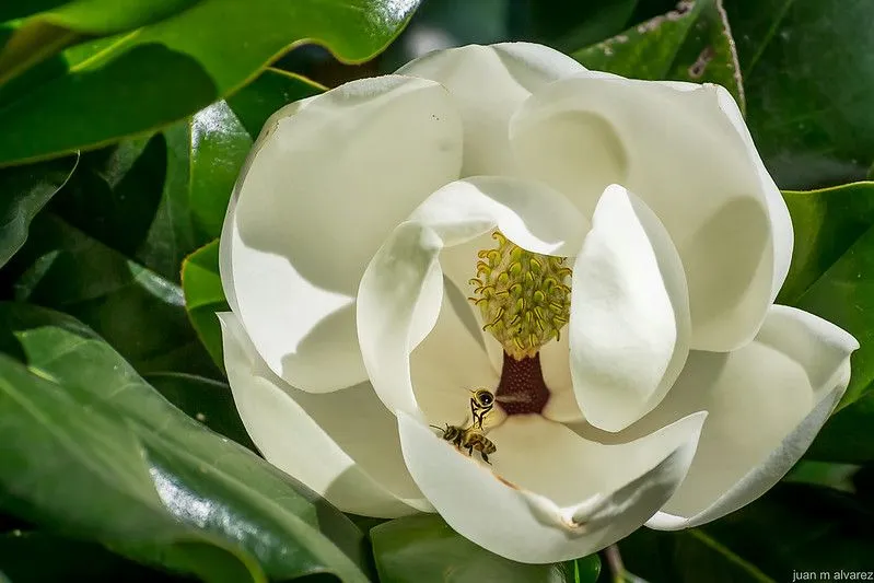 Exposición] Una enorme flor blanca... - Taringa!