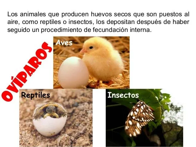 Exposición jorge isaza oviparos,viviparos,ovoviviparos