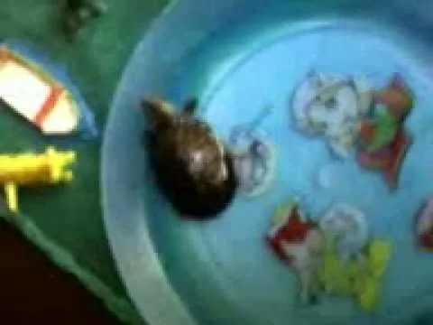 Exposicion con Maqueta - Mostrando Tortugas - YouTube