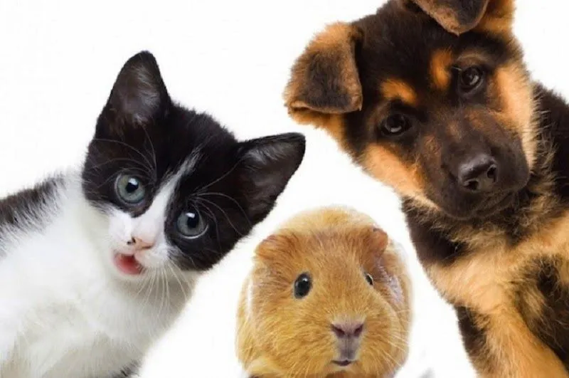Exposición temprana a los animales domésticos, a la suciedad y ...