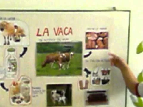 Exposicion de la vaca - YouTube