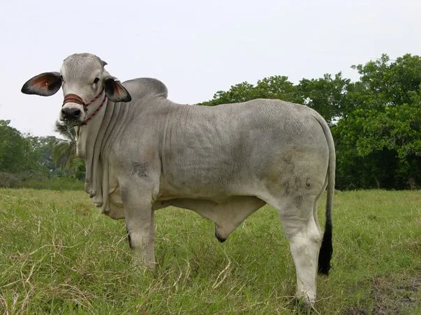 Exposiciones de Ganado « Rancho Chapopote