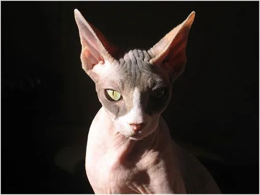 3 extrañas razas de gatos sin pelo | LaReserva 3 extrañas razas de gatos sin pelo | LaReserva