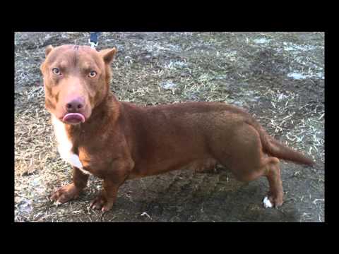 Extraño perro cruza entre un Pitbull y un perro Salchicha - YouTube Extraño perro cruza entre un Pitbull y un perro Salchicha - YouTube