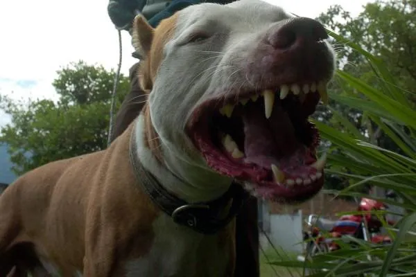 Extrema Crueldad: Peleas de Perros | VERDE DESPERTAR