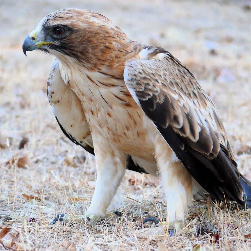 UN EXTREMEÑO POR EL MUNDO: RAPACES IBERICAS DIURNAS UN EXTREMEÑO POR EL MUNDO: RAPACES IBERICAS DIURNAS
