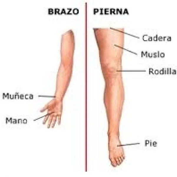 Cuáles son las extremidades del cuerpo humano Cuáles son las extremidades del cuerpo humano