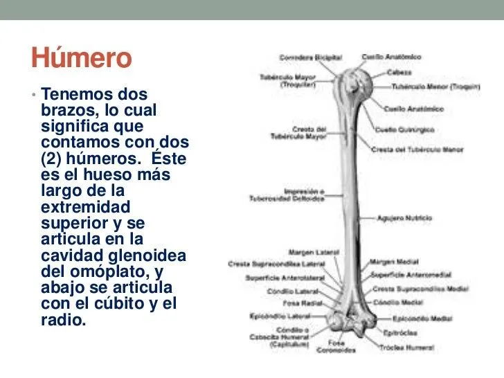 extremidades-superiores-e- ...