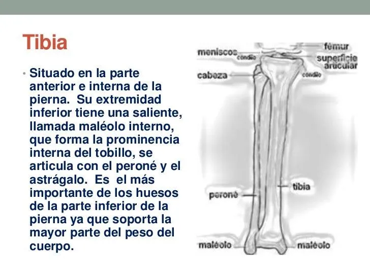 Extremidades superiores e inferiores