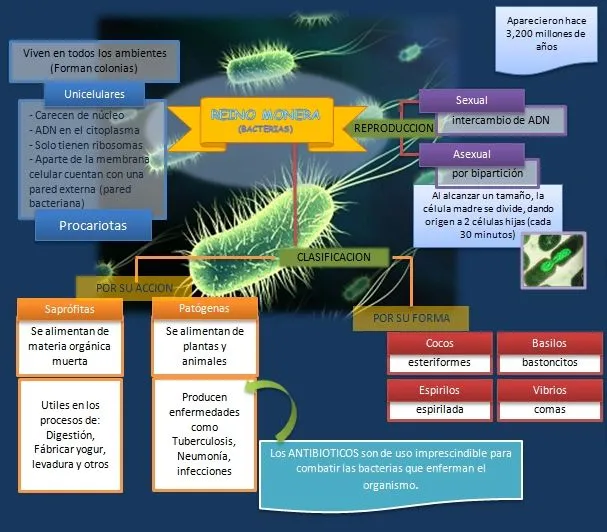 Esquema de reino animal - Imagui
