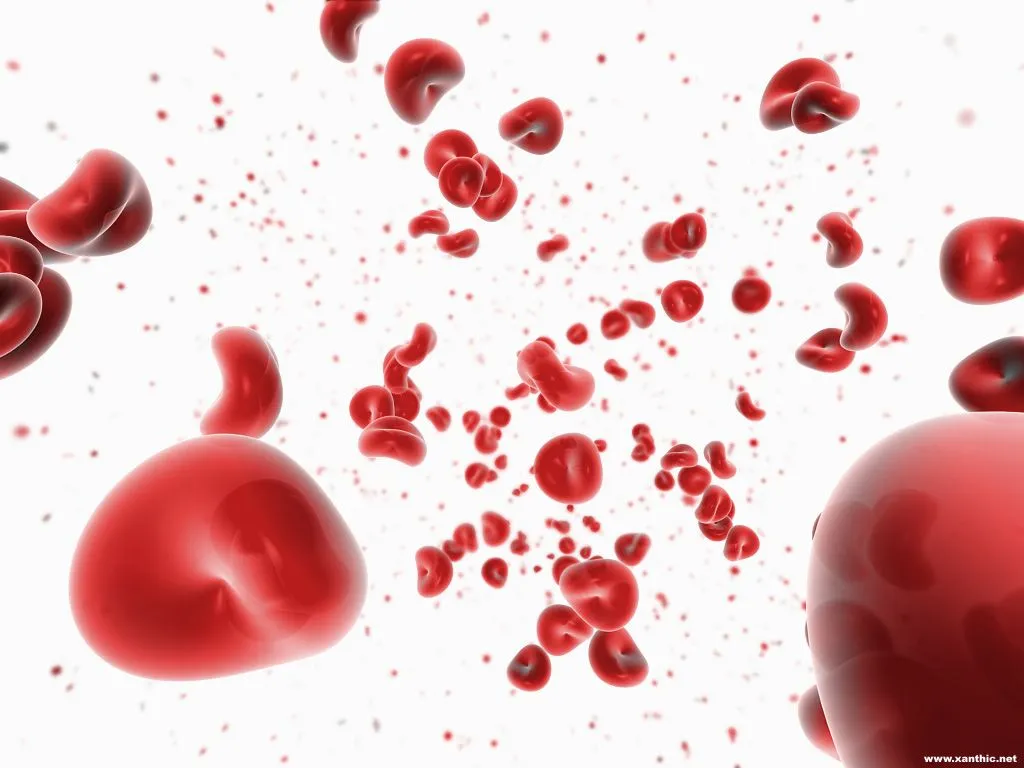 Donde se fabrica la sangre | dondese.