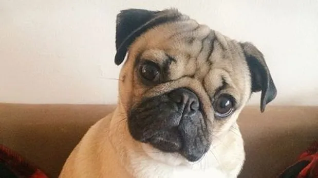 Facebook: Doug, el perro que lleva felicidad a miles (VIDEO ... Facebook: Doug, el perro que lleva felicidad a miles (VIDEO ...
