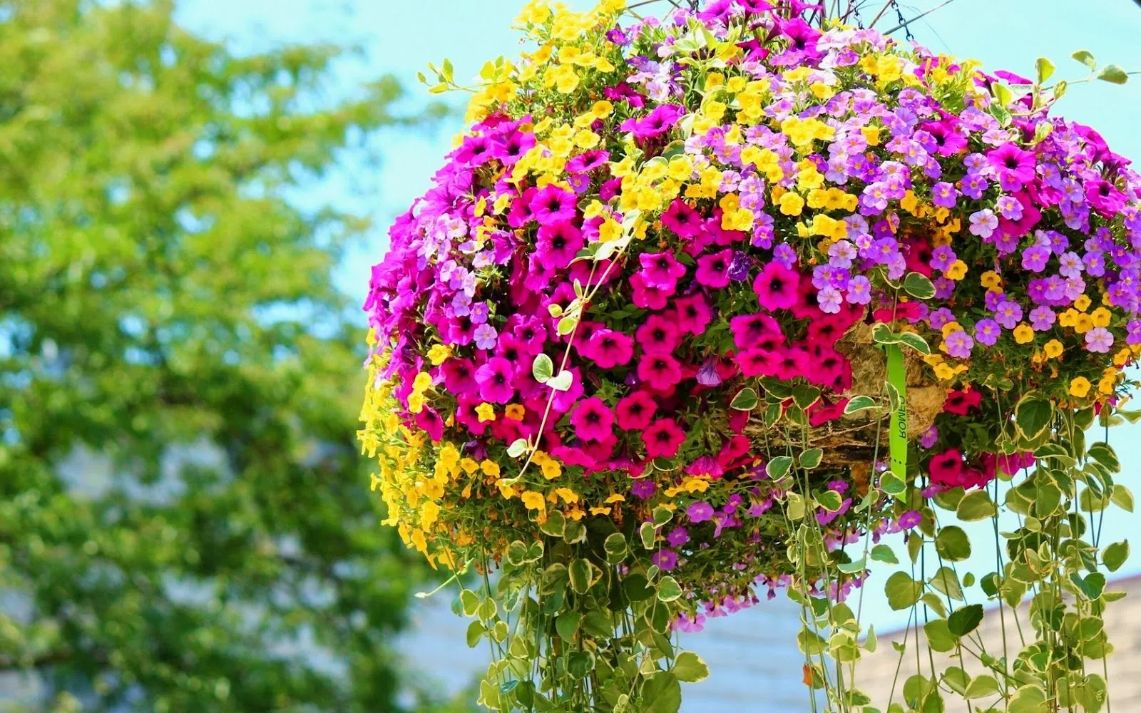 Para facebook flores | Fotos Bonitas de Amor | Imágenes Bonitas de ... Para facebook flores | Fotos Bonitas de Amor | Imágenes Bonitas de ...
