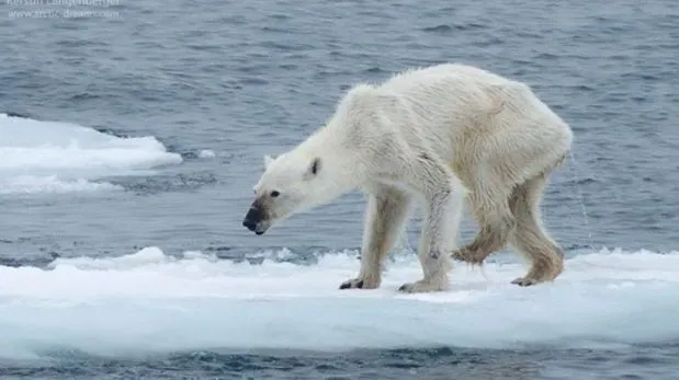 Facebook: imagen de oso polar desnutrido genera alarma sobre el ... Facebook: imagen de oso polar desnutrido genera alarma sobre el ...