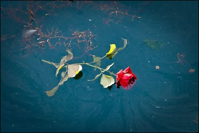 Es más fácil encontrar rosas en el mar | Flickr - Photo Sharing! Es más fácil encontrar rosas en el mar | Flickr - Photo Sharing!