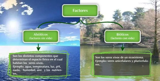 Factores Abióticos y Bióticos | Biología
