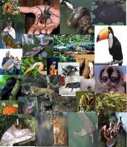 Los Factores Bi Ticos De Un Ecosistemas Est N Conformados Por Los ... Los Factores Bi Ticos De Un Ecosistemas Est N Conformados Por Los ...