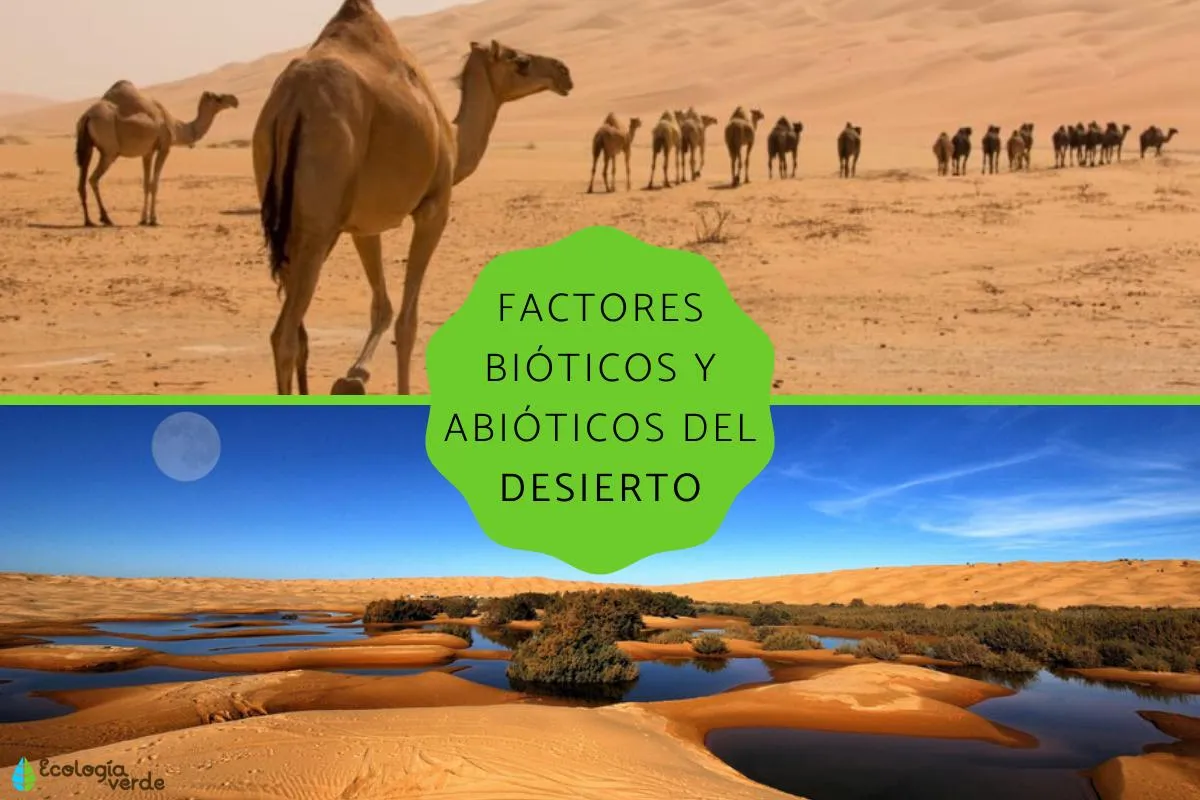 Factores bióticos y abióticos del desierto - ¡RESUMEN! Factores bióticos y abióticos del desierto - ¡RESUMEN!