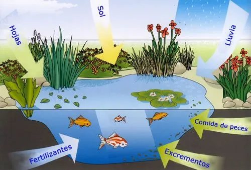 Factores bioticos y abioticos - divaeecologia Factores bioticos y abioticos - divaeecologia