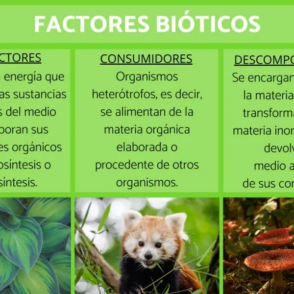 FACTORES BIÓTICOS: qué son, características, clasificación y ejemplos - Resumen FACTORES BIÓTICOS: qué son, características, clasificación y ejemplos - Resumen