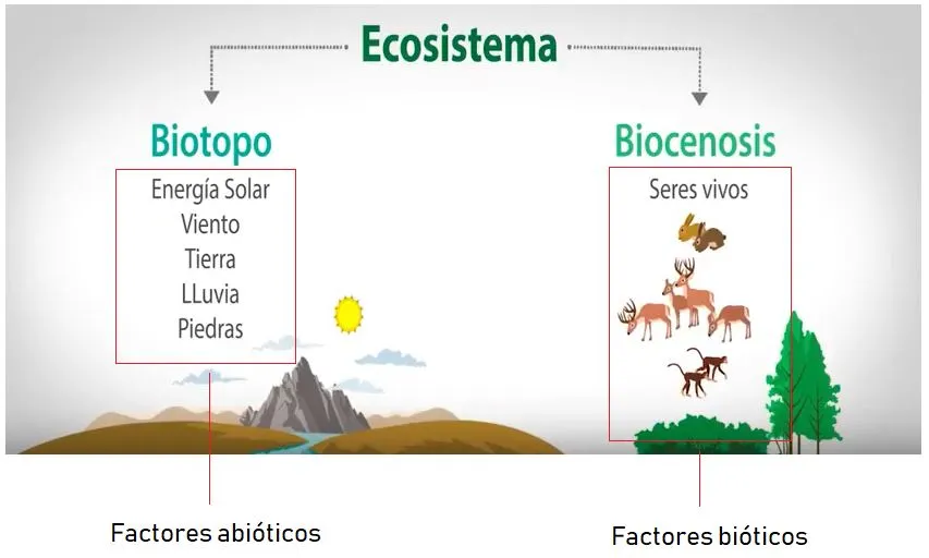 Factores bióticos; Tipos, relaciones, ejemplos y concepto biótico | OVACEN Factores bióticos; Tipos, relaciones, ejemplos y concepto biótico | OVACEN
