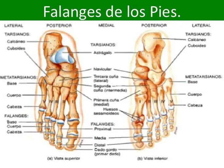 falanges-10-728.jpg?cb=1349530037