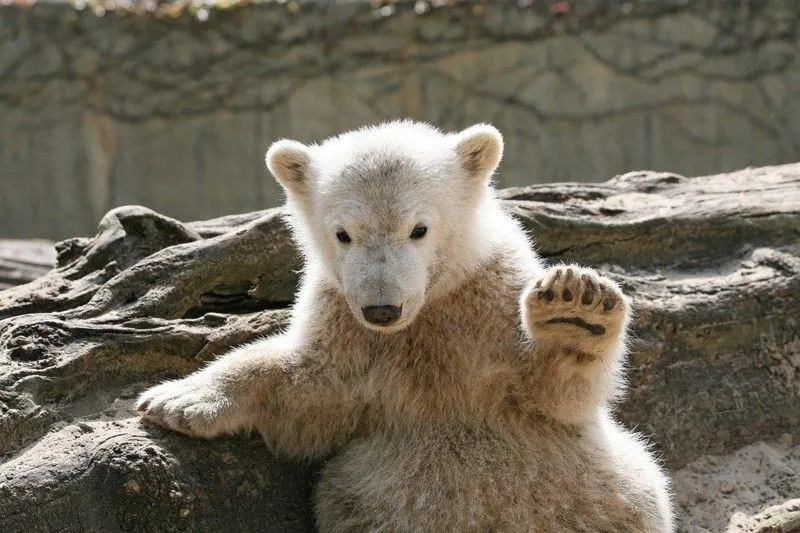 Fallece Knut, el zoo de Berlín llora a su oso polar « Blog de Viajes Fallece Knut, el zoo de Berlín llora a su oso polar « Blog de Viajes