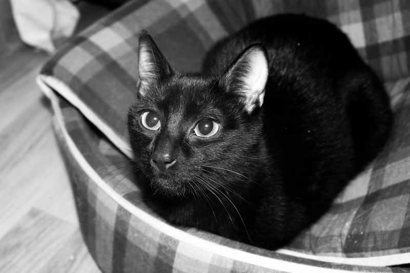 Falsos mitos sobre los gatos | Cosas de GatosCosas de Gatos