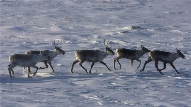 PC_121230_ra72f_nunavut- ...
