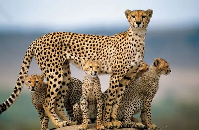 Familia de Gatos Salvajes - Felinos Salvajes | Fotos e Imágenes en ...