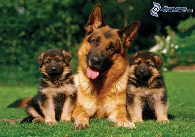 familia-de-perros-de-pastor- ...