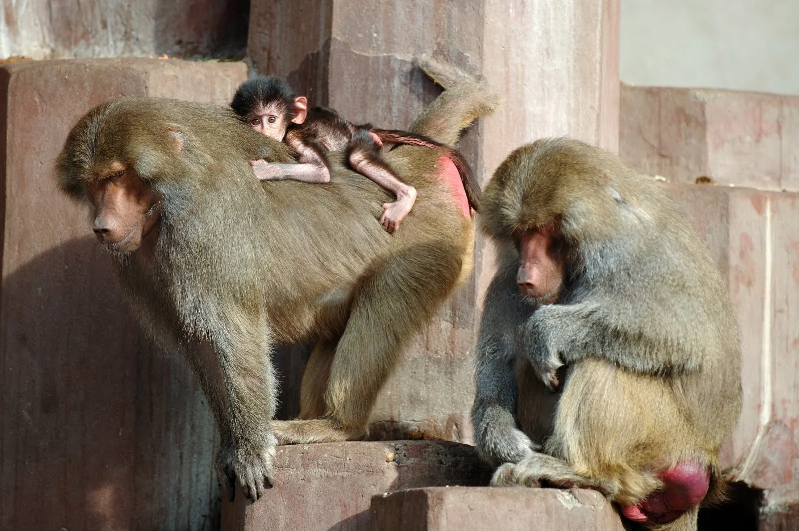 Familia de simios "Hamadryas Baboon" tomando el sol | Banco de ...