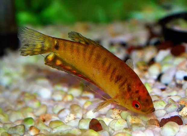 Familias de peces para un acuario de agua dulce Familias de peces para un acuario de agua dulce