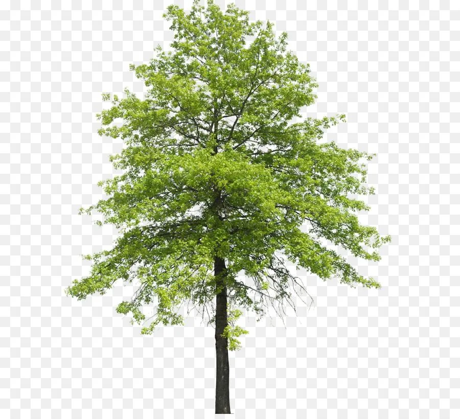 Family Tree Background png download - 650*810 - Free Transparent Tree png Download. - CleanPNG / KissPNG Family Tree Background png download - 650*810 - Free Transparent Tree png Download. - CleanPNG / KissPNG