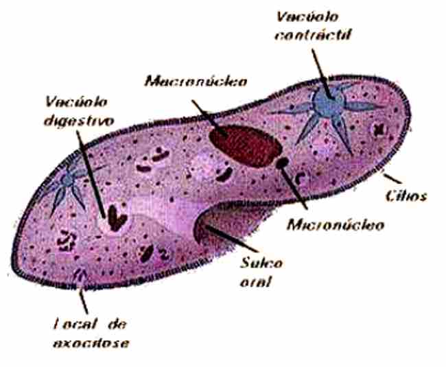 REINO PROTISTA
