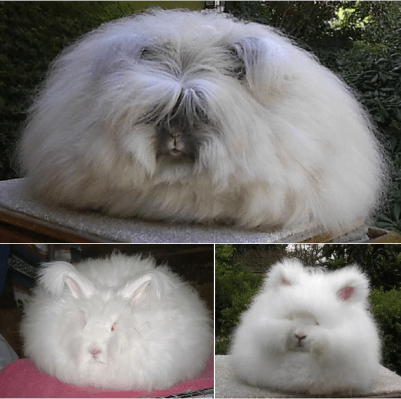 Angora - 4 fotos e imágenes gratis - Imagui